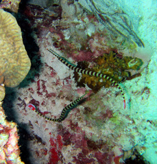 Dunckerocampus dactyliophorus