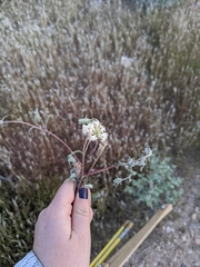 Chaenactis macrantha