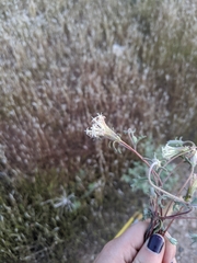 Chaenactis macrantha