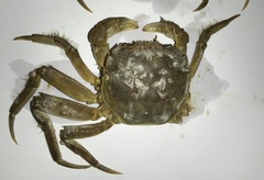 Eriocheir sinensis