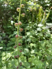 Tellima
