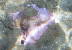 Montipora patula
