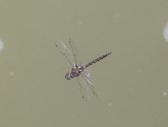 Epitheca petechialis