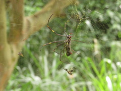 Trichonephila clavipes