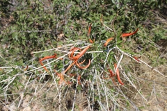 Anisacanthus linearis
