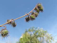 Heliocarpus
