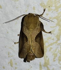 Prolimacodes triangulifera