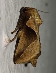 Prolimacodes triangulifera