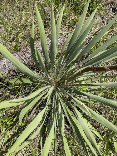 Yucca filamentosa image