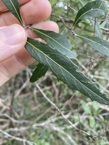Image of Denhamia pittosporoides by (c) Greg Tasney, some rights reserved (CC BY-SA)