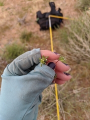 Ipomopsis polycladon