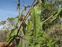 Heliocarpus