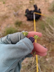 Ipomopsis polycladon