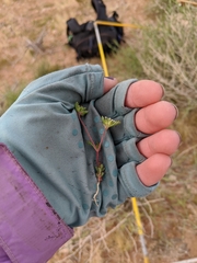 Ipomopsis polycladon