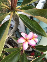Plumeria
