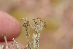 Media resource of Cladonia cariosa