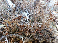 Cladonia cenotea