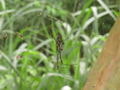 Trichonephila clavipes