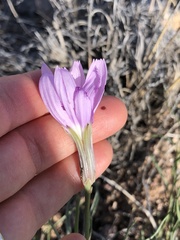 Lygodesmia grandiflora