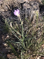 Lygodesmia grandiflora
