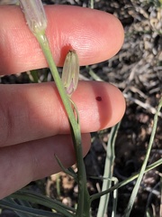 Lygodesmia grandiflora
