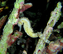 Hippocampus comes