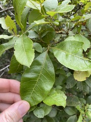 Alectryon subdentatus