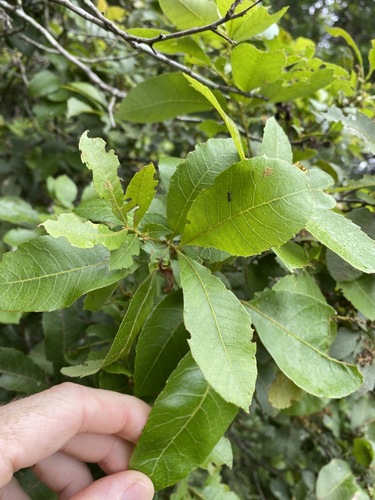 Image of Alectryon subdentatus by (c) Greg Tasney, some rights reserved (CC BY-SA)