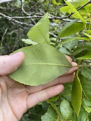 Alectryon subdentatus