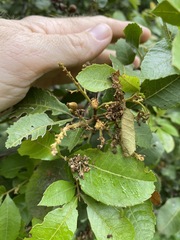 Alectryon subdentatus