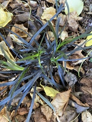 Ophiopogon planiscapus