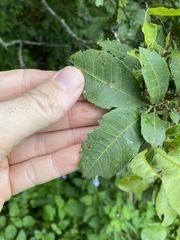 Alectryon subdentatus