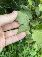 Alectryon subdentatus