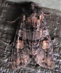 Lithophane dilatocula
