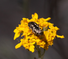 Acmaeodera connexa
