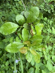 Alectryon subdentatus