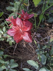 Exobasidium vaccinii-uliginosi