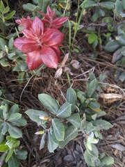 Exobasidium vaccinii-uliginosi