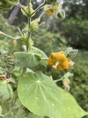 Abutilon auritum