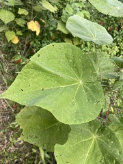 Abutilon auritum
