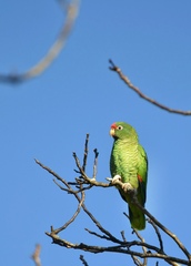 Amazona tucumana