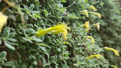 Eucnide xylinea