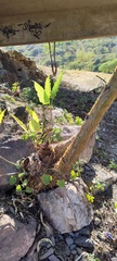 Vasconcellea quercifolia