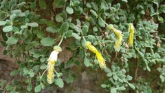 Eucnide xylinea