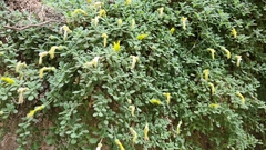 Eucnide xylinea