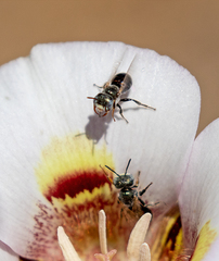 Perdita californica