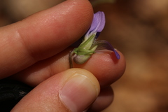 Viola affinis