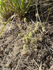 Ceratocephala testiculata