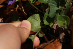 Viola affinis