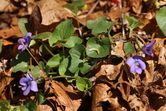 Viola affinis